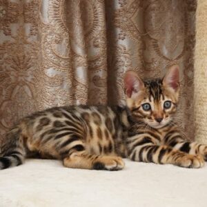 Bengal AMARI FEMALE