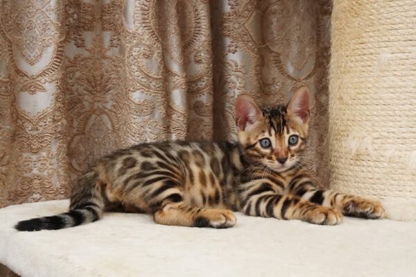 Bengal AMARI FEMALE