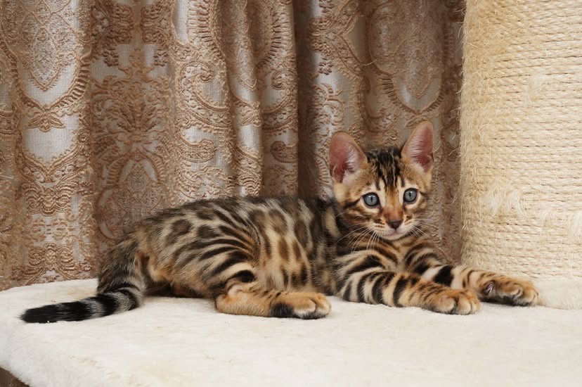 Bengal AMARI FEMALE