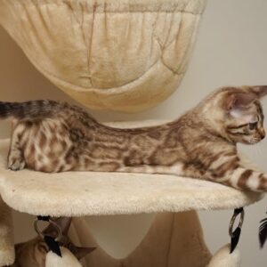 Bengal MALE