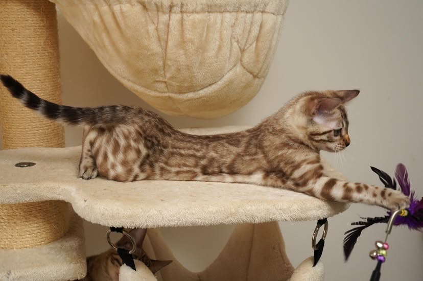 Bengal MALE