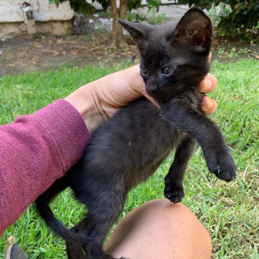 Savannah kitten for sale - lilly