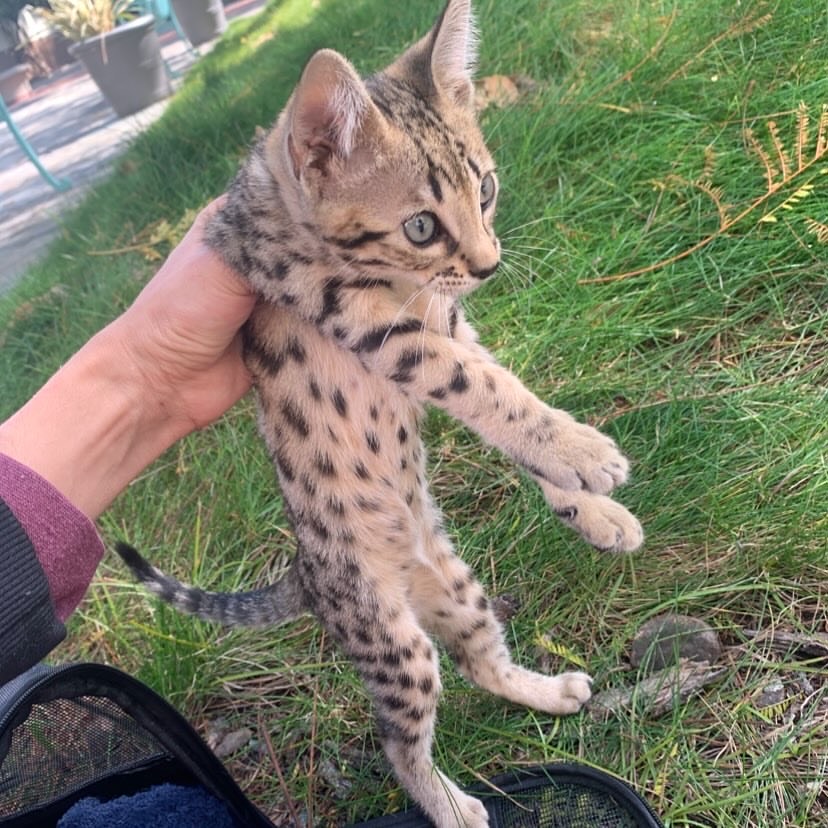 Savannah kitten for sale - Mike