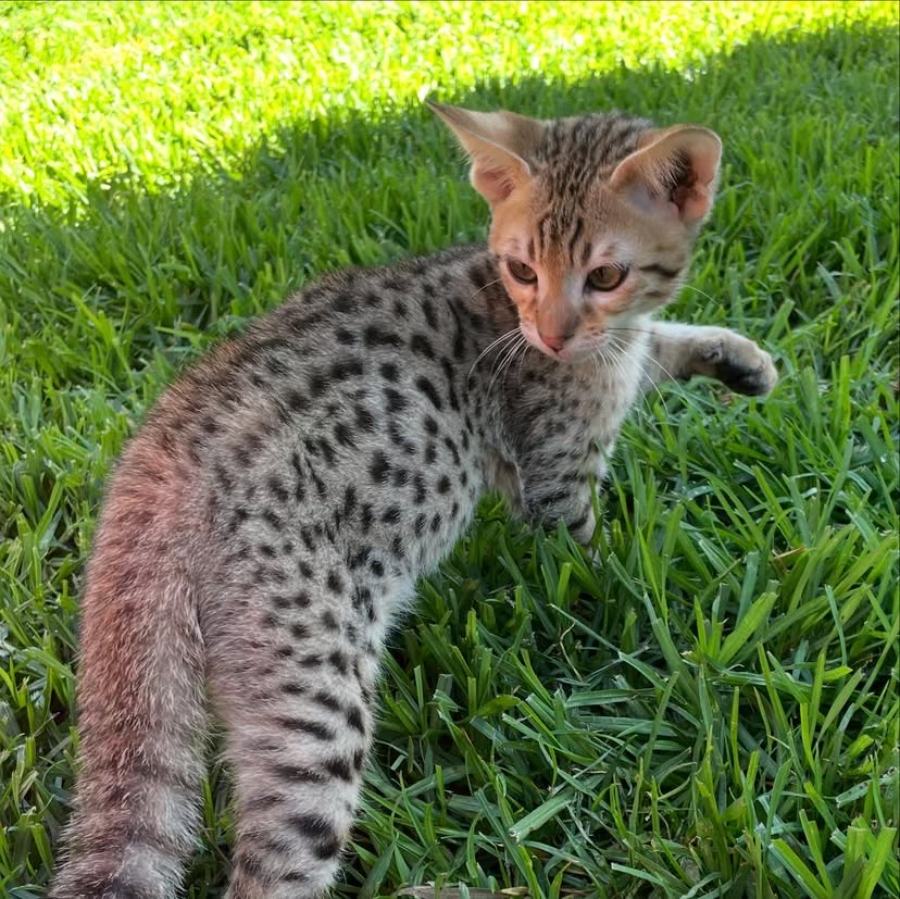 Savannah kitten for sale - ryan