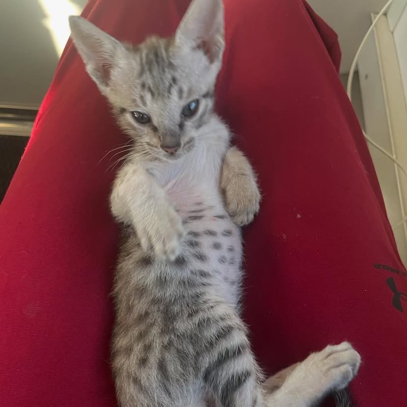 Savannah kitten for sale - sam