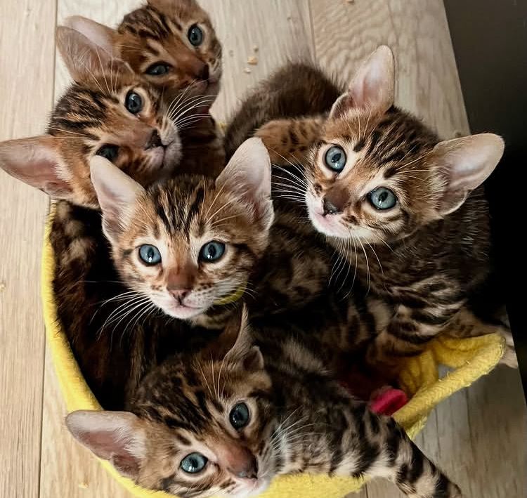 exotic cats for sale