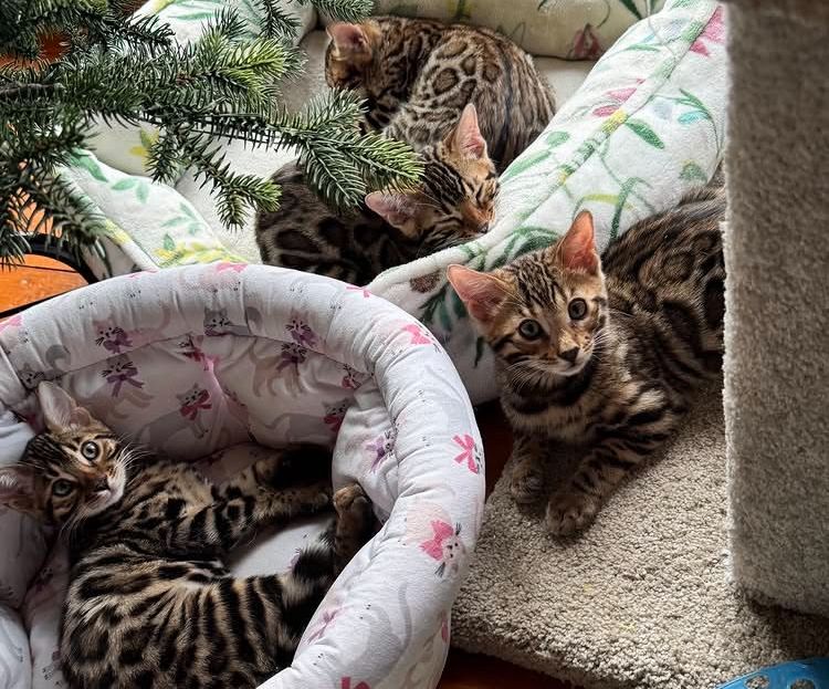 exotic cats and kittens