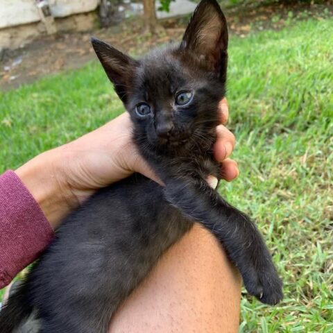 LILLY Female Savannah kitten