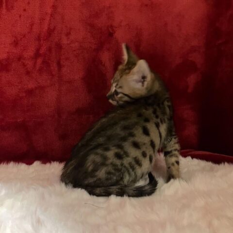 Savannah Betty Female