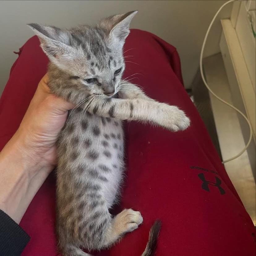 Savannah female kitten