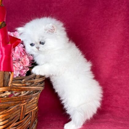 Persian female kitten Sophie