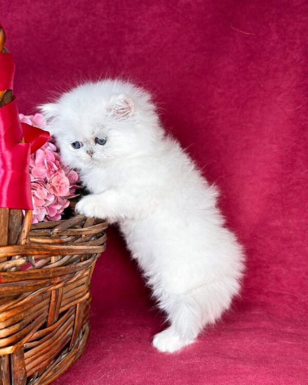 Persian female kitten Sophie