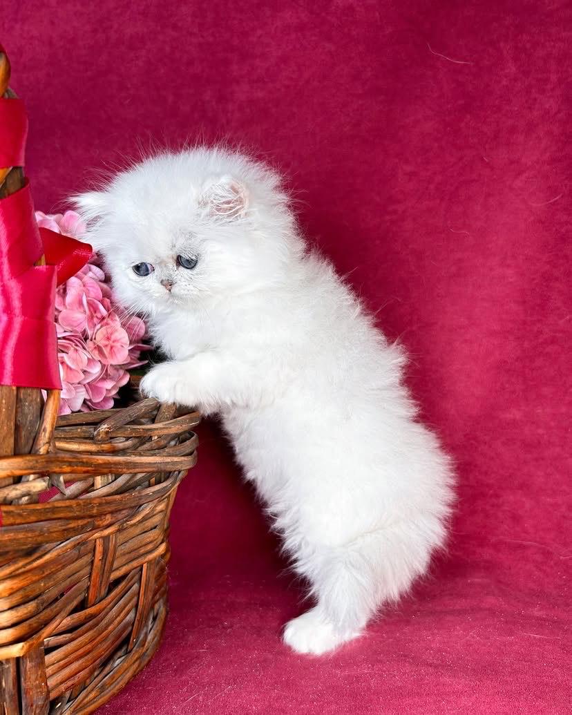 Persian female kitten Sophie
