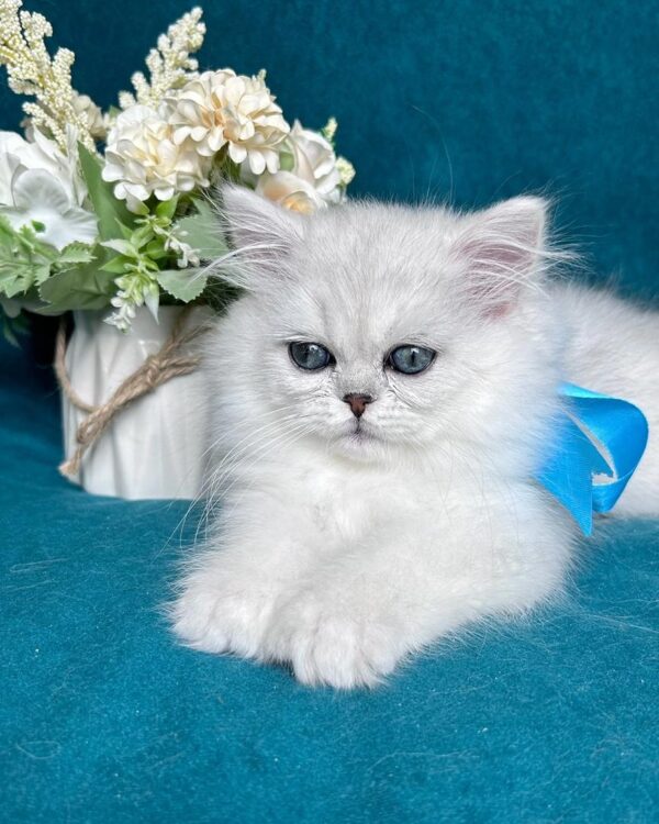 Persian JACK – MALE - Image 2