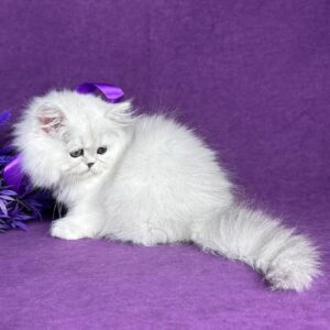 Persian CARA - FEMALE