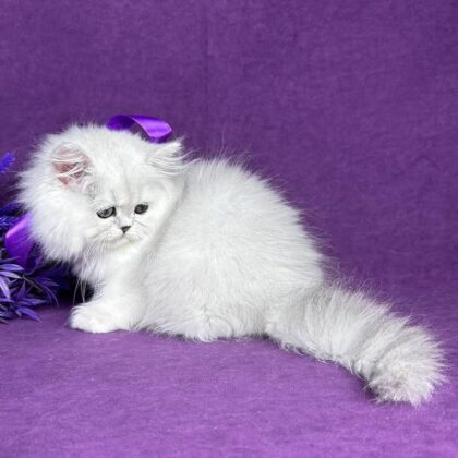 Persian CARA - FEMALE