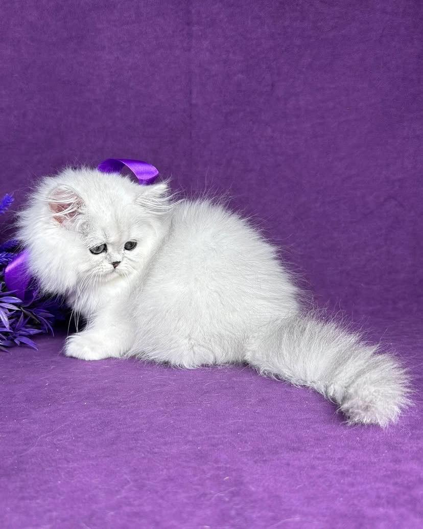 Persian CARA - FEMALE
