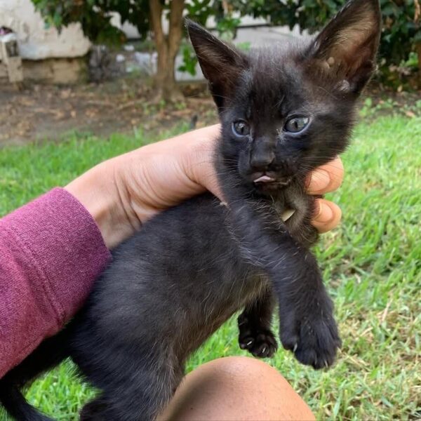 Savannah LILLY - FEMALE - Image 2