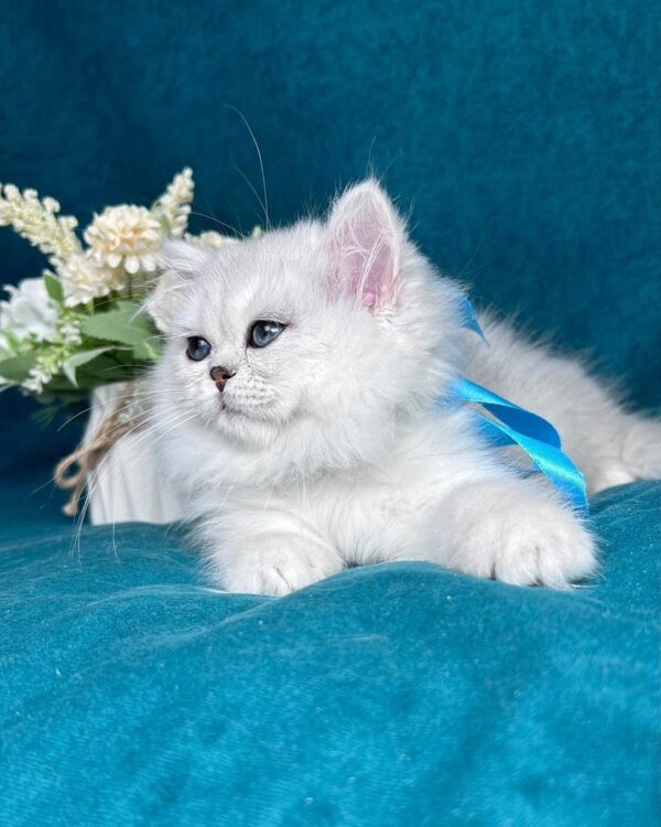Persian JACK – MALE - Image 3