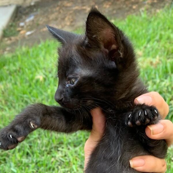 Savannah LILLY - FEMALE - Image 3
