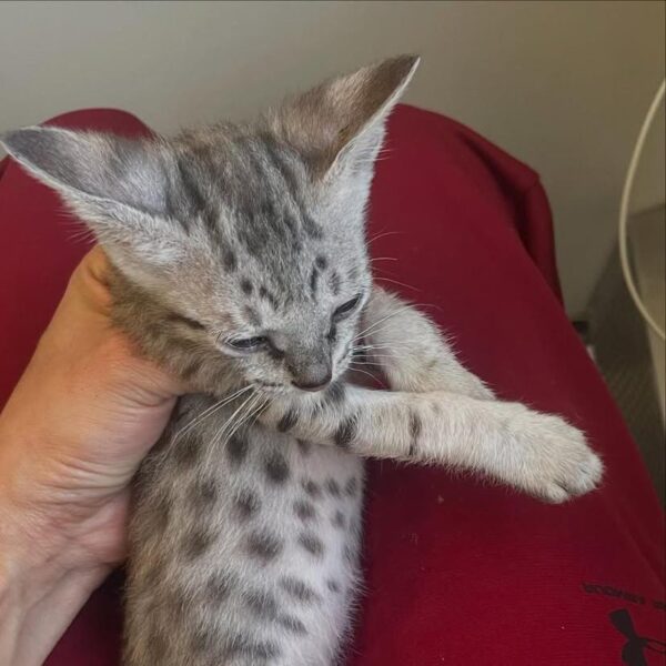 Savannah female kitten - Image 4