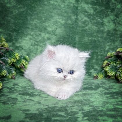 Persian OSCAR - MALE