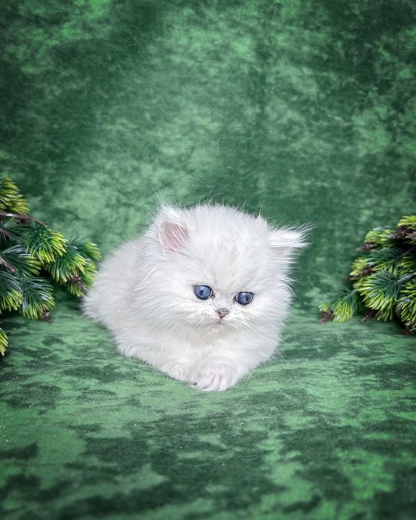 Persian OSCAR - MALE
