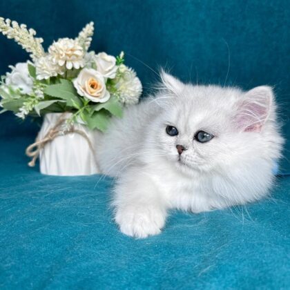 Persian JACK – MALE