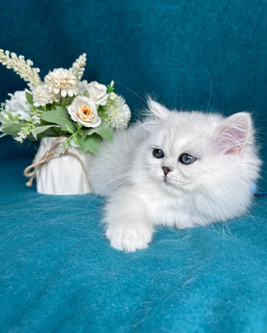Persian JACK – MALE