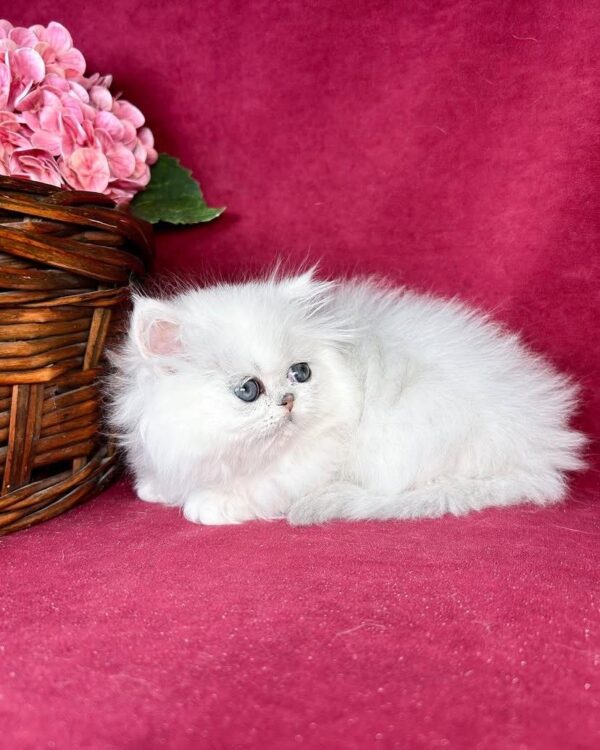 Persian SOPHIE  FEMALE - Image 2