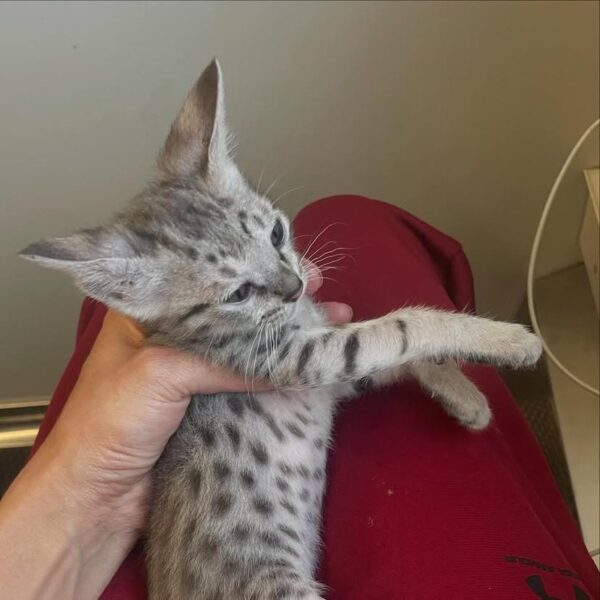 Savannah female kitten - Image 3