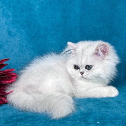 Persian LIZZY – FEMALE