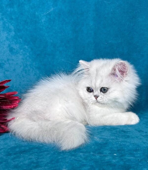 Persian LIZZY – FEMALE