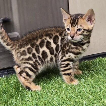 BENGAL SUZIE - FEMALE