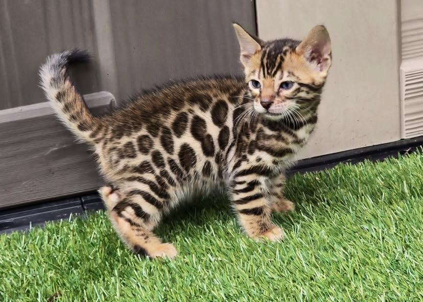 BENGAL SUZIE - FEMALE