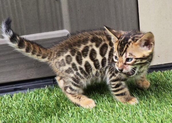 BENGAL SUZIE - FEMALE - Image 2