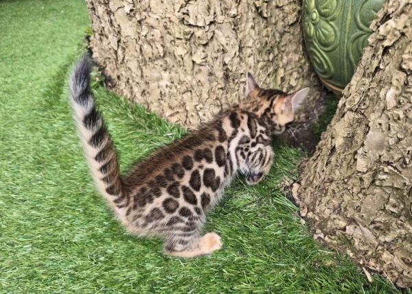 BENGAL SUZIE - FEMALE - Image 3