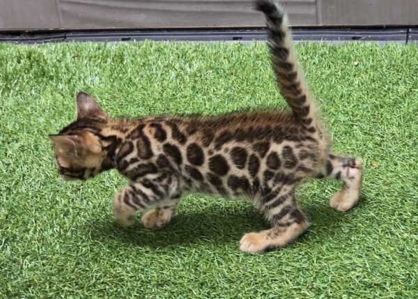 BENGAL SUZIE - FEMALE - Image 4