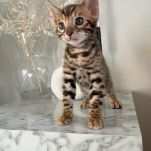 BENGAL ROY MALE