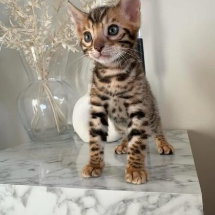BENGAL ROY MALE