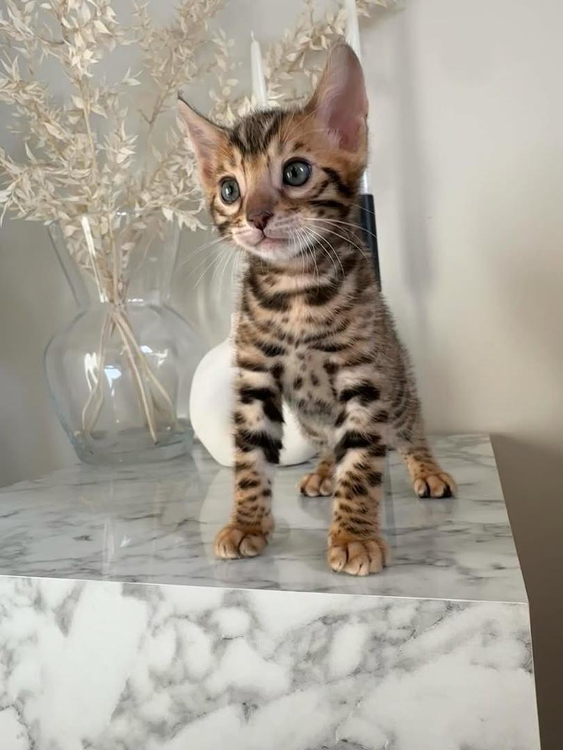 BENGAL ROY MALE