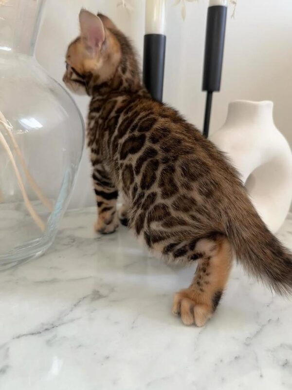 BENGAL ROY - MALE - Image 2