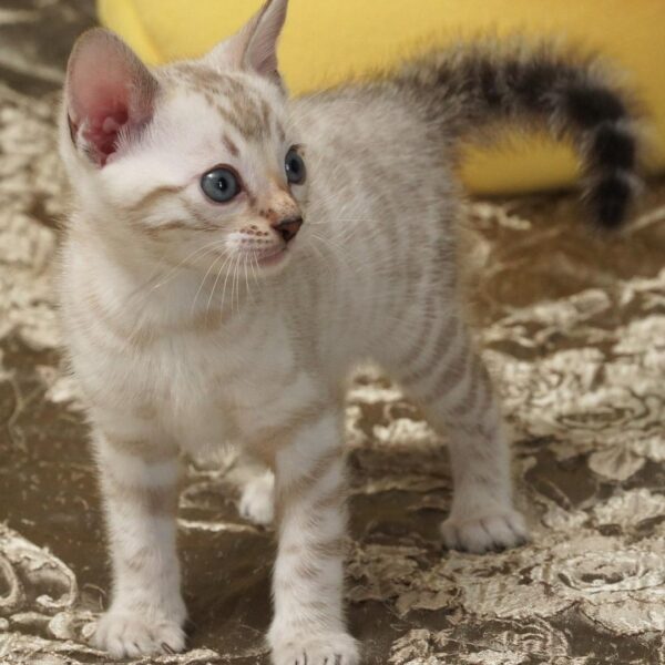 Bengal Ari Female