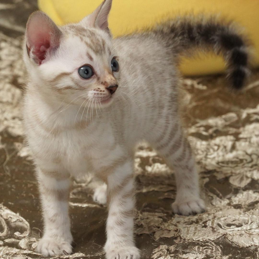 Bengal Ari Female