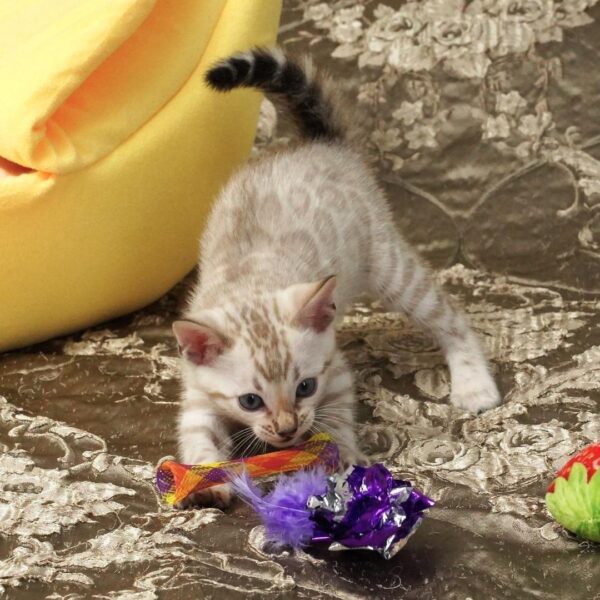 Bengal Ari - Female - Image 3